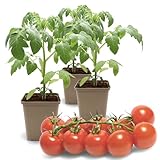 FLORTUS Kirschtomatenpflanze Zuckertraube | 3 Pflanzen | Cocktailtomaten...