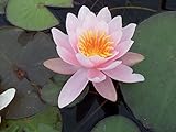 WASSERPFLANZEN WOLFF - Seerose im Pflanzkorb - Nymphaea 'Marliacea Rosea' -...