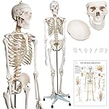 Jago® Menschliches Anatomie Skelett 181.5 cm - inkl. Schutzabdeckung, mit...