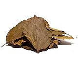 Garnelen Walnussblätter, Natürliches Futter für Garnelen, Krebse und...