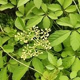 jiaogulansamen kräutergarten, hochbeet jiaogulan bio balkon...