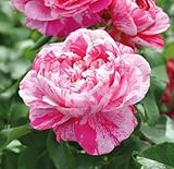 Kletterrose ’Colibri Fabfestival®‘ ist eine zweifarbige, duftende...