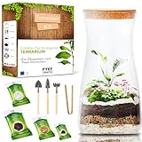 Flaschengarten Komplettset zum Schaffen EIN Ökosystem im Glas - Terrarium...