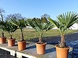 Hanfpalme 80-100 cm Palme Trachycarpus fortunei winterhart,...