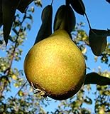 Gute Graue, sehr alte Liebhaberbirne, Birnenbaum (kleinbleibend) 120-140cm...