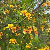 50 pcs ginster pflanzen winterhart samen, Cytisus scoparius, gartenblumen...