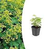 Alchemilla mollis | 6 Stücke - 10-25cm - Ø9cm - Gartenpflanze