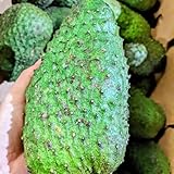 200 pcs Soursop Seeds, Graviola Samen, winterharte stauden, bonsai topf...