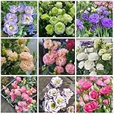 200 Pcs Lisianthus Eustoma Samen - Topfpflanzen Draußen Winterhart,...