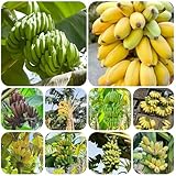bananenpflanze zimmerpflanze samen säulenobst bananenbaum winterhart,...