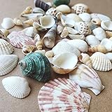 Shells Mixed, Natur Muscheln, Strandmuscheln, Bastelmuscheln, Deko...