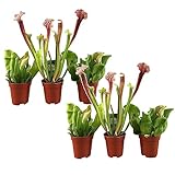 Plant in a Box - Sarracenia purpurea - 6er Set - Lila-Grün - Purpurroter...