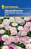 Sperli Blumensamen Gänseblümchen gefüllte Mischung, grün