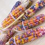 regenbogen maissamen, alte sorten mais gemüsepflanzen exotische garten...