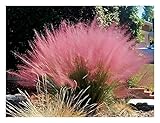 1 x Muhlenbergia capillaris 1 Liter (Ziergras/Gräser/Winterhart) Rosa...