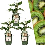Plants by Frank | 3 Kiwi Pflanzen | 100% Bio Obstpflanzen | Kiwi |...