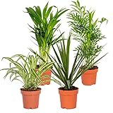 4x Luftreinigungsmischung - Zimmerpflanze – ⌀12 cm - 25-45cm