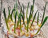 Zucker Mais Samen, Zea mays, 'Golden Bantam', uralte Mais Sorte (100 Samen)