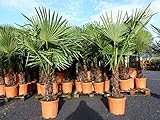 gruenwaren jakubik XXL Palme winterhart 140-160 cm Trachycarpus fortunei,...