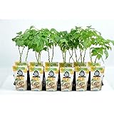 Rubus idaeus 'Fallgold' – Gelbe Herbsthimbeere, ca. 30 cm | Süß &...