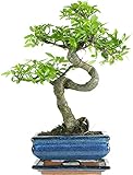 Bonsai Baum mit Keramik Blumentopf - Chinese elm - ca. 7 Jahre (15 cm...