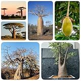 60 pcs Baobab Baum Pflanzen Samen, sämereien alte sorten, baumsamen...