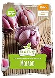 FLORTUS – Winterpflanzknoblauch XXL Morado 3 Knollen zertifiziertes...