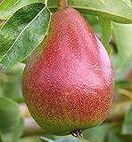 Gute Luise, kleinbleibender Birnenbaum, Pyrus communis, 120-140cm im Topf