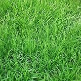 1000 Stcs hohe Schwingel-Grassamen, Sonnen- und Schatten-Tolerante...