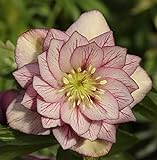 Christrose Lenzrose Double Ellen Picotee - Helleborus orientalis -...