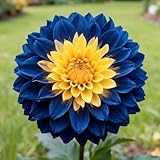 Winterharte mehrjährige Dahlie, Dahlien rhizom, Blühende Rhizome, Ideale...