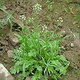 Gewöhnliche Hirtentäschel - Capsella bursa-pastoris 3000+ Samen - Seeds E...
