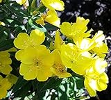 Gewöhnliche Nachtkerze - Oenothera biennis - Blume - 2000 Samen