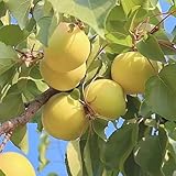 aprikosenbaum kaufen, dekoration winterharte bio 8samen