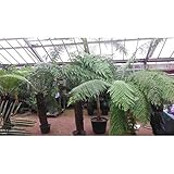 Baumfarn Dicksonia Antarktica 30-50 cm – Urzeitrelikt für Garten &...