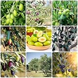 50 pcs olivenbaum samen kaufen, obstbäume, zimmerpflanzen (Olea europaea)...