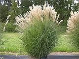 10 x Miscanthus sinensis 1 Liter (Ziergras/Gräser/Stauden) Chinaschilf ab...