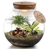 vdvelde.com - Pflanzenterrarium mit Licht - Tropical Biodome - Terrarien -...