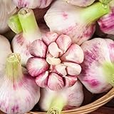 knoblauch samen zum pflanzen,winterknoblauch kräuterbeet, balkon...