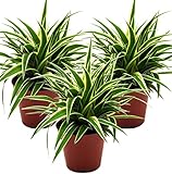 Grünlilie, (Chlorophytum comosum), luftreinigende Zimmer und Büropflanze,...