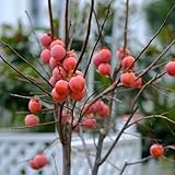 kakibaum samen balkon pflanzen rankpflanzen winterhart kaki baum pflanze...