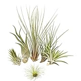 Tillandsien 5er-Mix + eine 1 EXTRA, Tillandsia, Bromeliengewächs