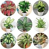 aglaonema zimmerpflanzen samen zimmerbonsai bonsai, kräutersamen aglaonema...