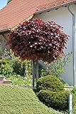 Acer platanoides Crimson Sentry Blut-Ahorn rotlaubig auf Stamm verschiedene...