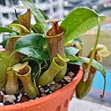 Nepenthes Samen, Kannenpflanze Samen, winterharte kübelpflanzen seltene...