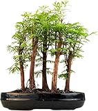 Bonsai Wald Metasequoia – Lebender Urweltmammutbaum im 25cm Topf |...