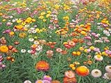 3000 Samen Garten Strohblume Helichrysum Balkon Beet Blumen Pflanzen...