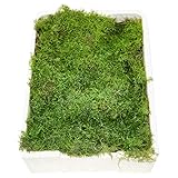 Blumigo Plattenmoos - Frisches Moos - 1 Box mit 4 Ebenen je ca. 35x25 cm -...