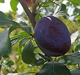 HagantaⓈ, Riesenpflaume, kleinbleibender Pflaumenbaum, 120-140cm im 10L...