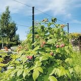 bellissa Rankhilfe HIMBEERTRAUM 180 cm aus Metall Führungssystem für...